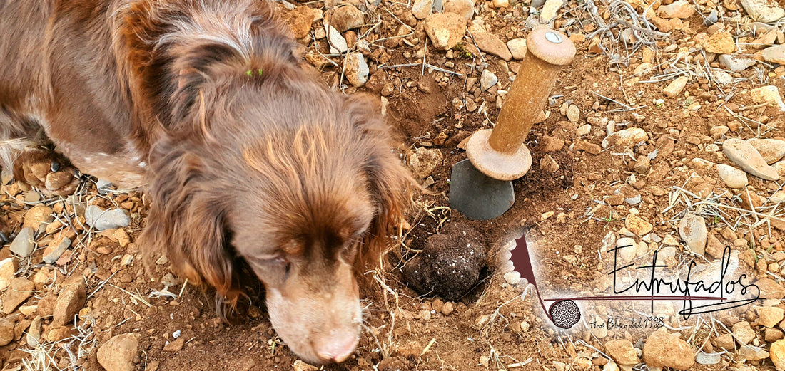 Descubre el Misterio de la Trufa Negra: Un Viaje Entrufado al Secreto de la Carrasca