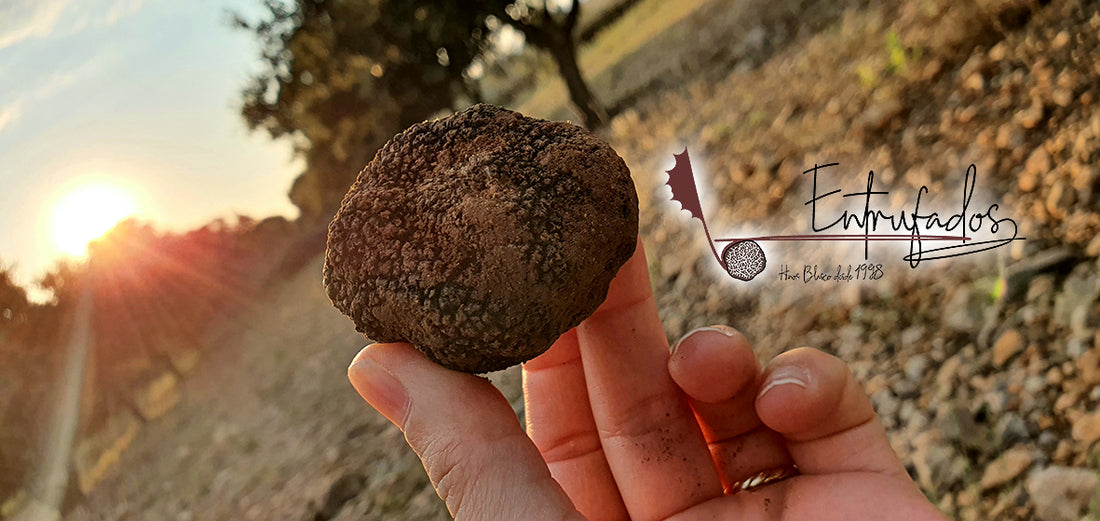 Presentación del Blog El Secreto de la Carrasca: Un Viaje Entrufado al Mundo de la Trufa Negra.