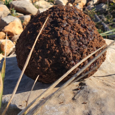 Trufa Negra de Teruel “Tuber Melanosporum Vitt” fresca