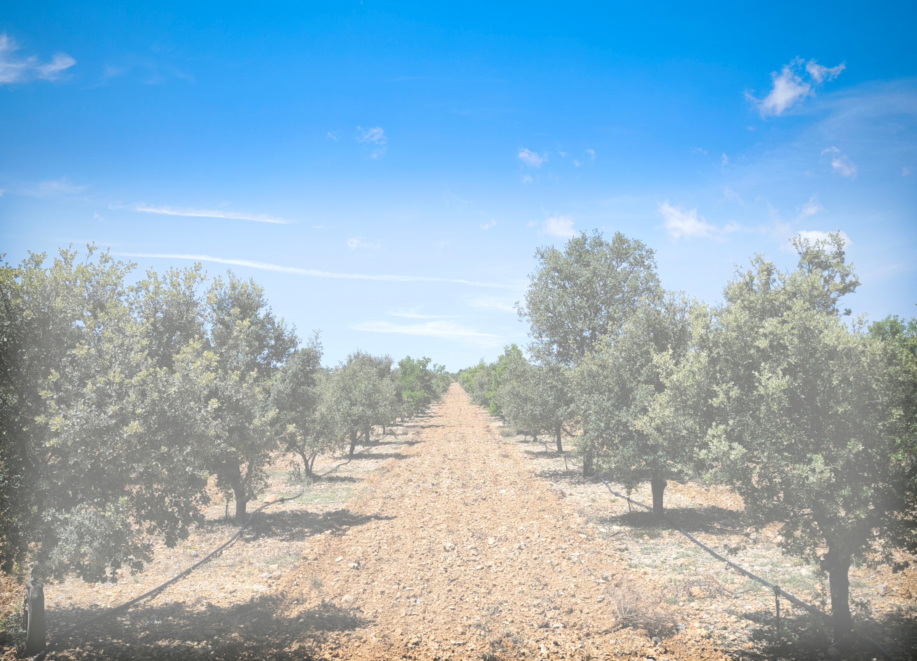 Únete a nuestras rutas de recolección, degustaciones gourmet y talleres de cocina en el corazón de la comarca Gúdar-Javalambre.